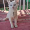 ARISTOTE