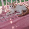 QUYAH