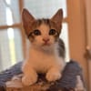 SIMBA