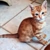 ACHILLE