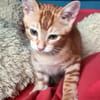 ACHILLE