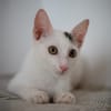 Loki