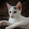 Loki