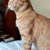 Milo