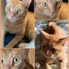 Milo