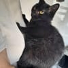 Yaro chat mâle