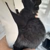 Yaro chat mâle