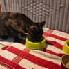 Abby chatte femelle réunion
