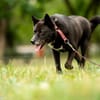 Inu