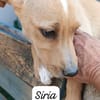 Siria 💜💜💜 kleines Hundemädchen