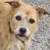 Fia - Terrier Mix Hündin