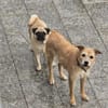 Fia - Terrier Mix Hündin