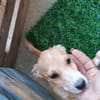 Vale 💛💛💛 kleines Hundegirl
