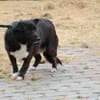 Kiko - aufgeweckt u. kinderlieb