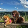 Lio - ist aktiv und liebt Ball spielen