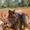 Lio - ist aktiv und liebt Ball spielen