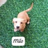 Milo💚💚💚 Süßes Hundekind