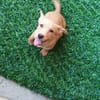 Milo💚💚💚 Süßes Hundekind
