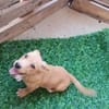 Milo💚💚💚 Süßes Hundekind