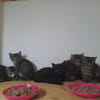 Katzenwelpen