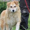 Bailey - hübscher, aufgeweckter Rüde