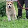 Bailey - hübscher, aufgeweckter Rüde