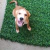 Carmine  kleines süßes Hundekind