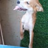 Carmine  kleines süßes Hundekind