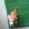 Carmine  kleines süßes Hundekind