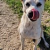 Onawa1 sucht eine Dauerpflegestelle