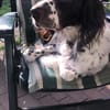 Wonky benötigt dringend neues Zuhause