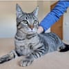 Runner - verspielter Kater sucht Familie