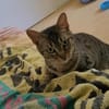 Liebe Rina