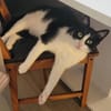 verspielter Felix