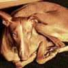 Lina sucht ihr absolutes Traum-Zuhause