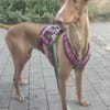 Lina sucht ihr absolutes Traum-Zuhause