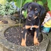 Pandi ein liebes Kerlchen