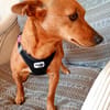 Lilo - liebes, sanftes Pinscher-Mädel