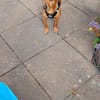 Lilo - liebes, sanftes Pinscher-Mädel