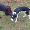 Mambo2 sucht ein Zuhause