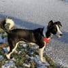 Mambo2 sucht ein Zuhause