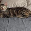 Rana - DIE Teamplayerin in der Katzen-WG