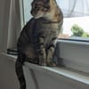Rana - DIE Teamplayerin in der Katzen-WG