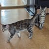 Rana - DIE Teamplayerin in der Katzen-WG