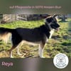 Reya: Wunderschön und voller Energie (D)