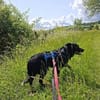 Tessie
