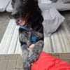 Tessie