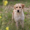 kinderliebe Labradorhündin Connie!