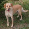 kinderliebe Labradorhündin Connie!