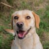 kinderliebe Labradorhündin Connie!